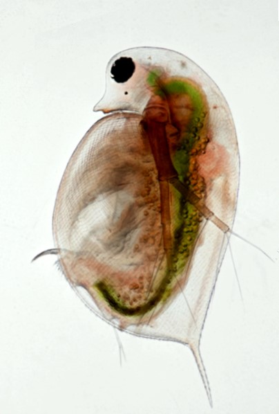 Daphnia prise au microscope invers
